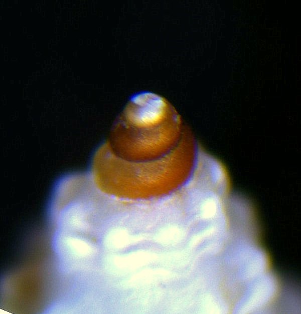 un aiutino per farmi capire........